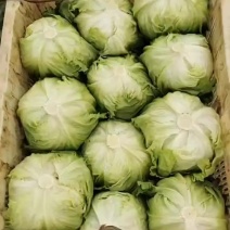 精品球生菜