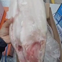 纯干巴沙鱼实拍山东腾惠将成为更多客户的选择