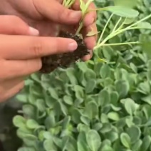 蔬菜苗