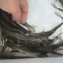 银鳕鱼苗