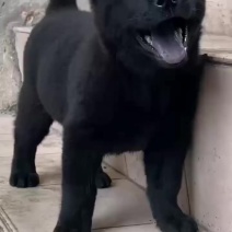 五黑犬幼犬，两个多月，骨架大，毛色纯正，品相好