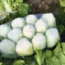 大白菜诚心出售