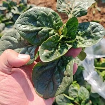 趴地菠菜上货中精品货中大颗