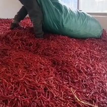 干辣椒