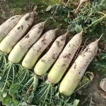 工厂货七公分起