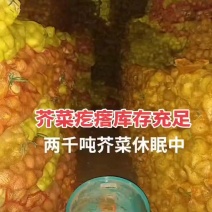 芥菜疙瘩
