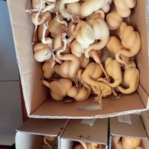 天鹅葫芦皮质醇厚颜色嘎嘎好