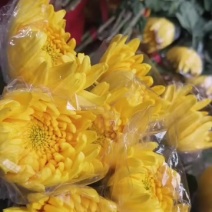 广州鲜切菊花全国发货
