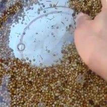 精品土茯苓种子，净籽产地直销量大从优欢迎来选购
