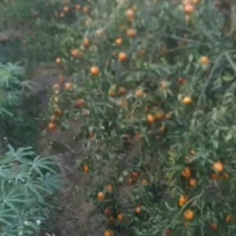 新树老树茶枝柑冬后大红皮（新皮）太阳生晒