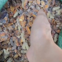 饲料级别冻蚕蛹量大从优，来电报价，全国发货，欢迎沟通
