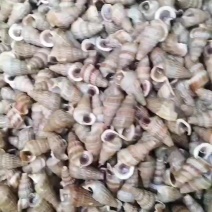 草莓螺海鲜批发