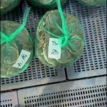 江苏大闸蟹九指母蟹4.0起每天都有