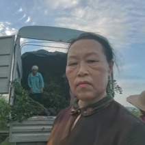 枳壳两年苗，批发零售，上车价两元一株，量大.从优，