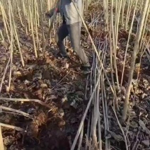 杨树苗
