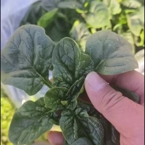 商丘本地精品趴地菠菜，质量保证，一手货源，合作共赢