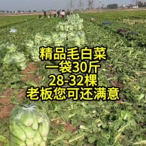 高山精品毛白菜
