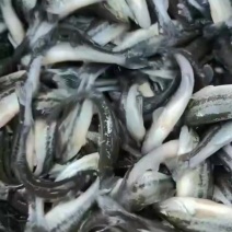 鲈鱼苗（加州优鲈鱼）