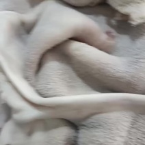 全熟牛肚