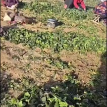 爬地菠菜