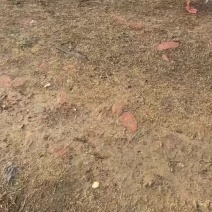 浙东白鹅