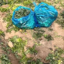 趴地菠菜
