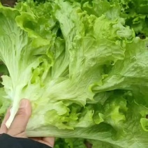 生菜