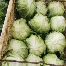 精品球生菜