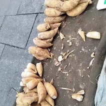 黄土冬笋，未出土，去老根