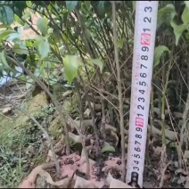 优质岗梅苗
