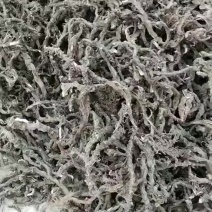 正宗石菖蒲随时可聊长期稳定供货品质保证