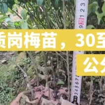 岗梅苗
