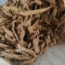 纯野生的乌药