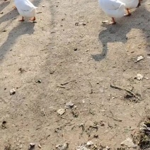 散养大鹅