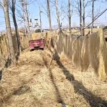 纯手工红薯粉条