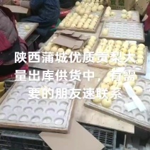 陕西蒲城优质贡梨大量供货中