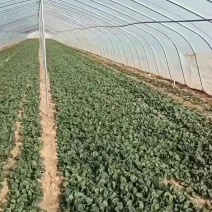 网红趴地菠菜