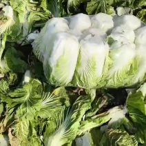 精品大白菜继续热销中，欢迎各位老板下单