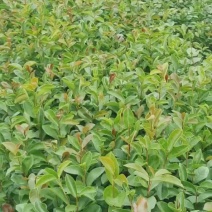 广西油茶苗大果油茶子苗杯苗白花油茶苗本地大果油茶