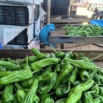 苏椒