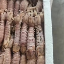 皮皮虾