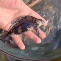 胭脂鱼苗