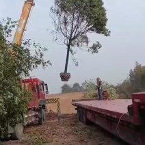香樟树，单杆，多杆大量现货，价格优惠