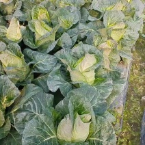 牛心菜甘蓝，菜品清秀无腐烂，无虫害，单科1.5～3斤