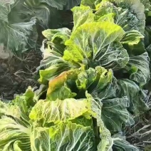 精品货源欢迎下单