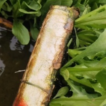 油麦菜苗现货，全国发货，需要的老板联系。