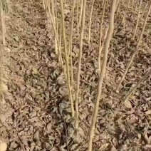 核桃杯苗