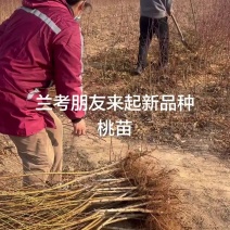 桃树苗