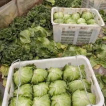 精品球生菜