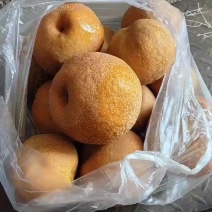 云南省丽江市黄皮冬梨